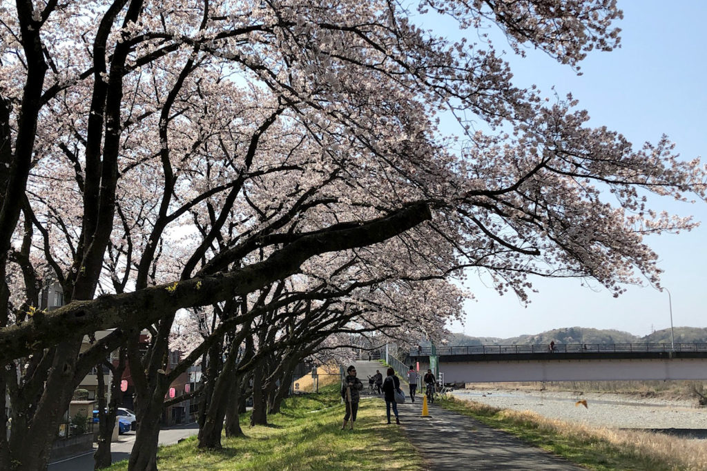 多摩川河川敷の桜並木