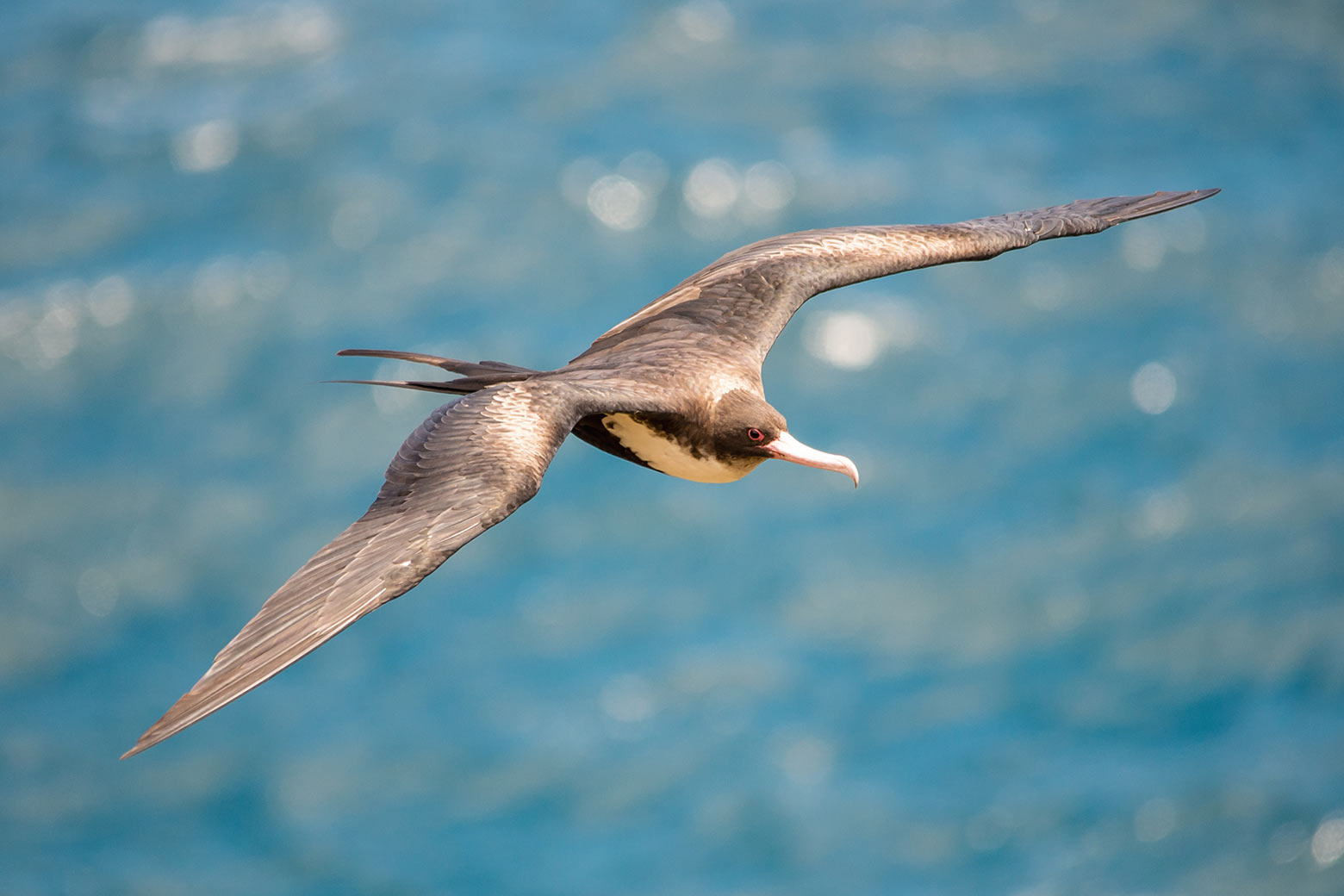 ハワイの地名 鳥名がつく地名 崎津鮠太郎 ハワイの地名 鳥名がつく地名 崎津鮠太郎