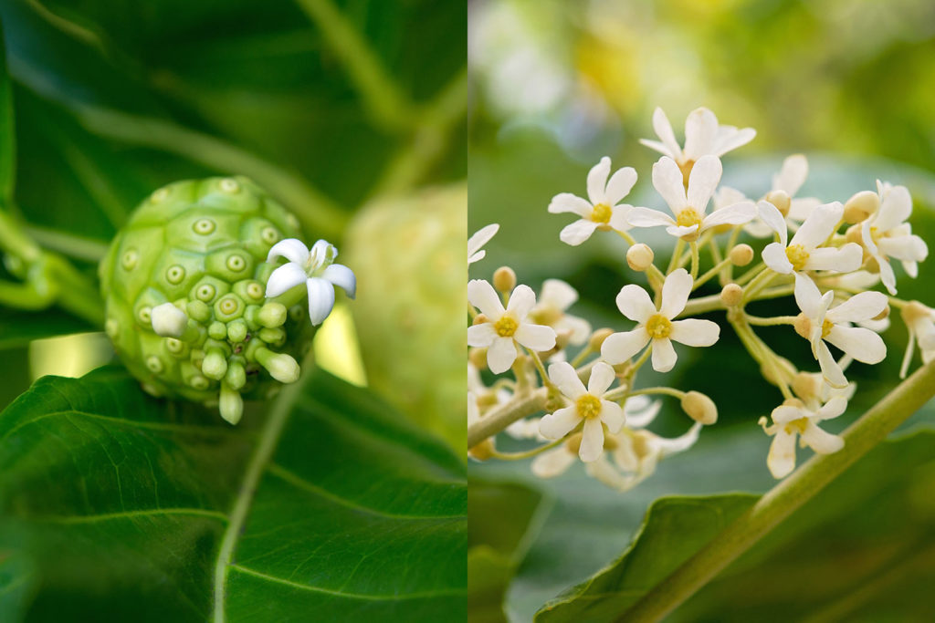 左:ノニの実と花、右:ククイの花