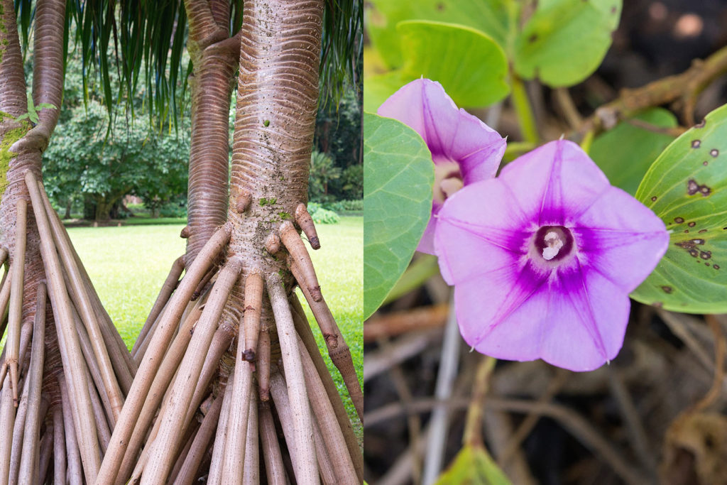 左:ハラの幹と気根、右:ポーフエフエの花