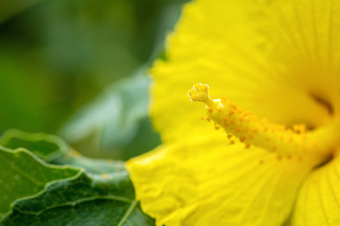 ハワイの花と植物の歴史 崎津鮠太郎