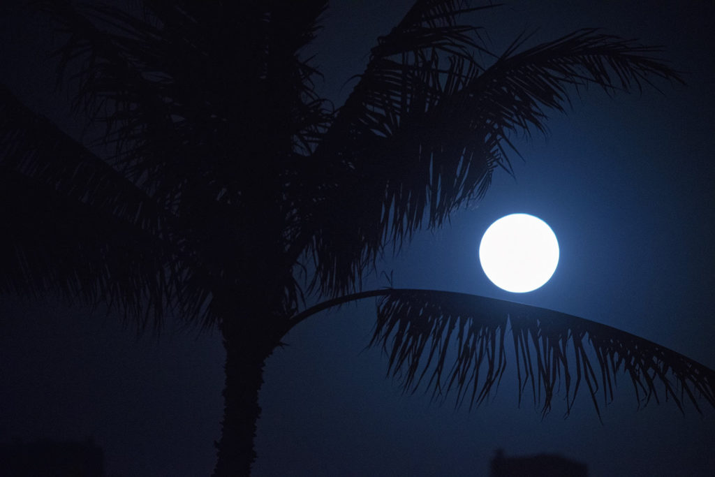 ハワイの満月とヤシの木