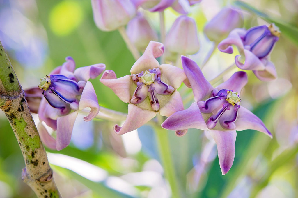 クラウンフラワーの花
