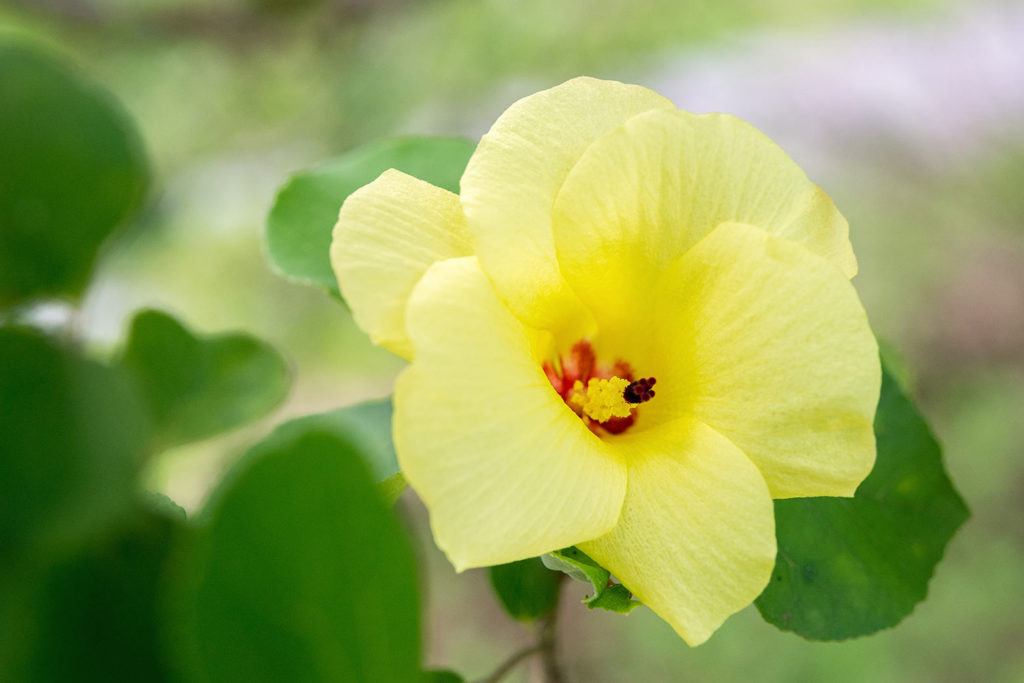 ハマボウの花(新和町)