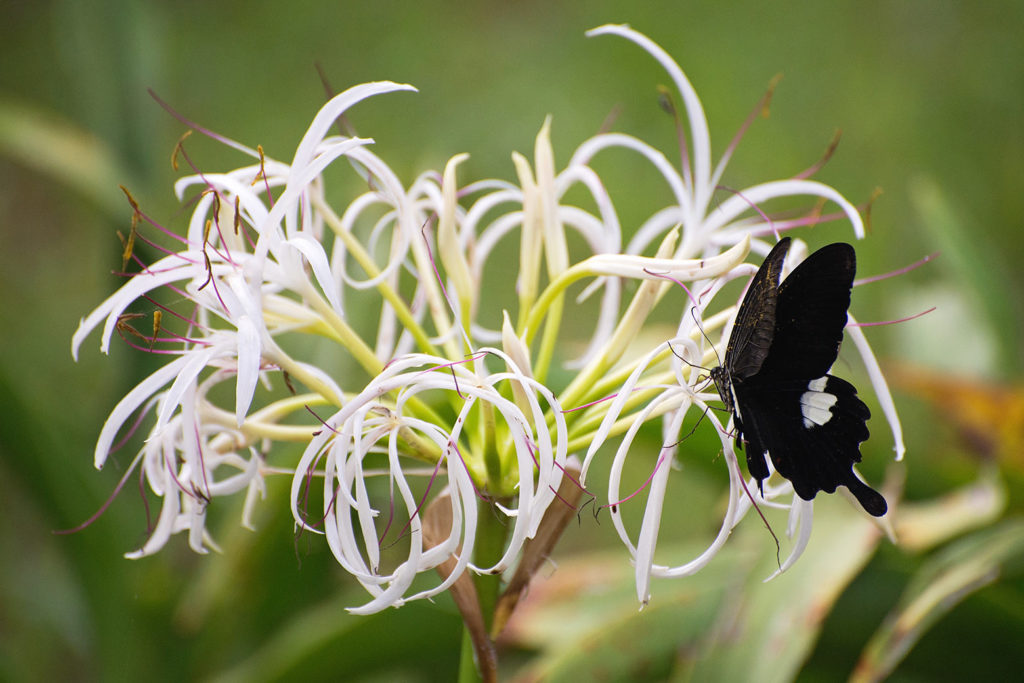 ハマユウの花にとまるモンキアゲハ