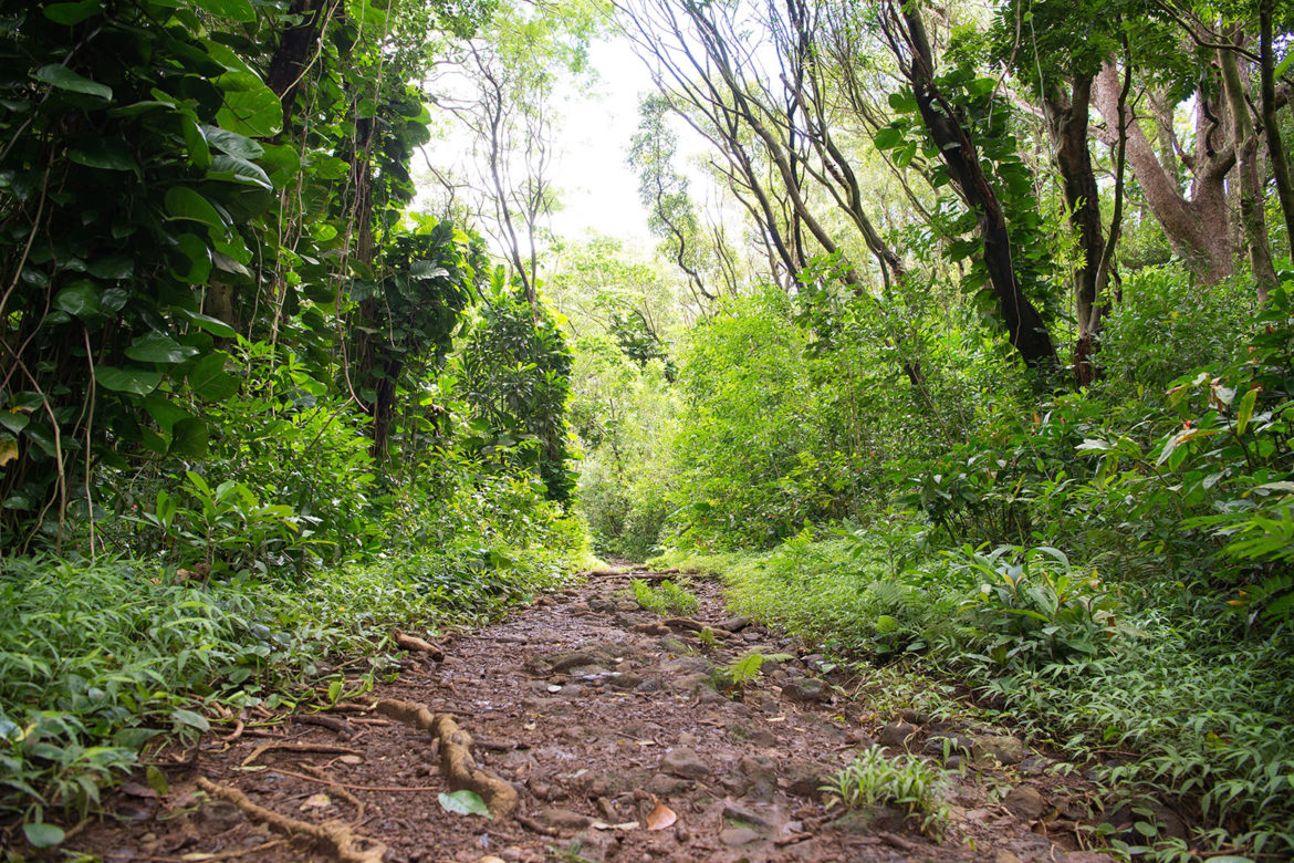 ハワイでハイキング プウ ピア オアフ島 崎津鮠太郎