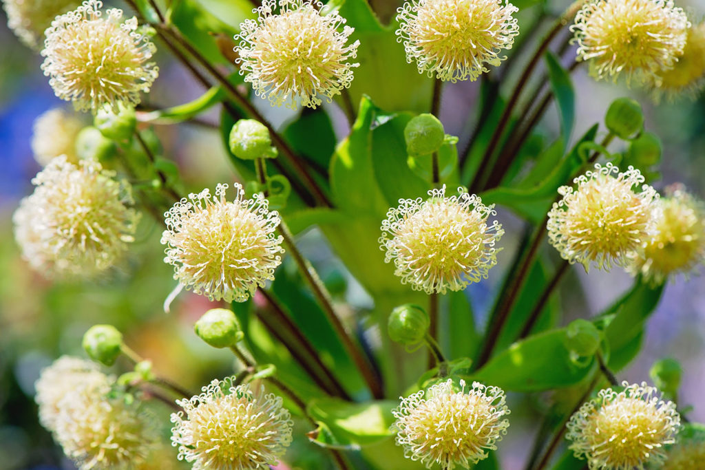 イリアウの花