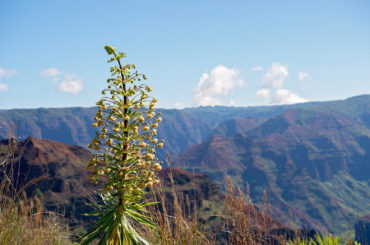 ハワイでハイキング オアフ島最高峰カアラ登山 崎津鮠太郎