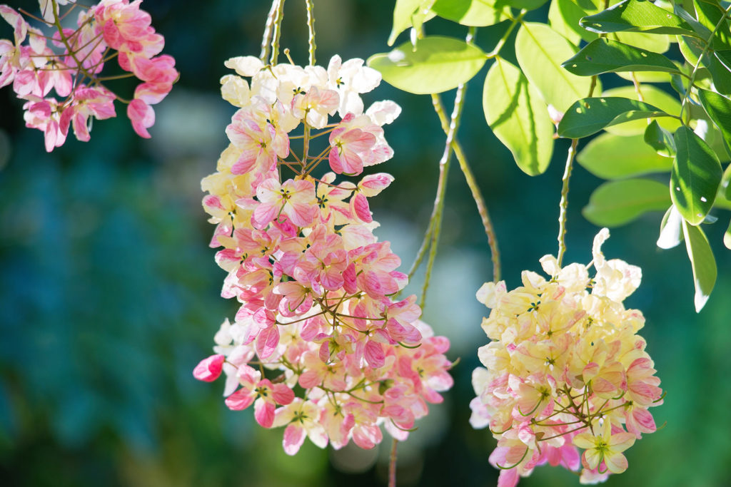 月別 季節別にみるハワイの花と歳事記 崎津鮠太郎