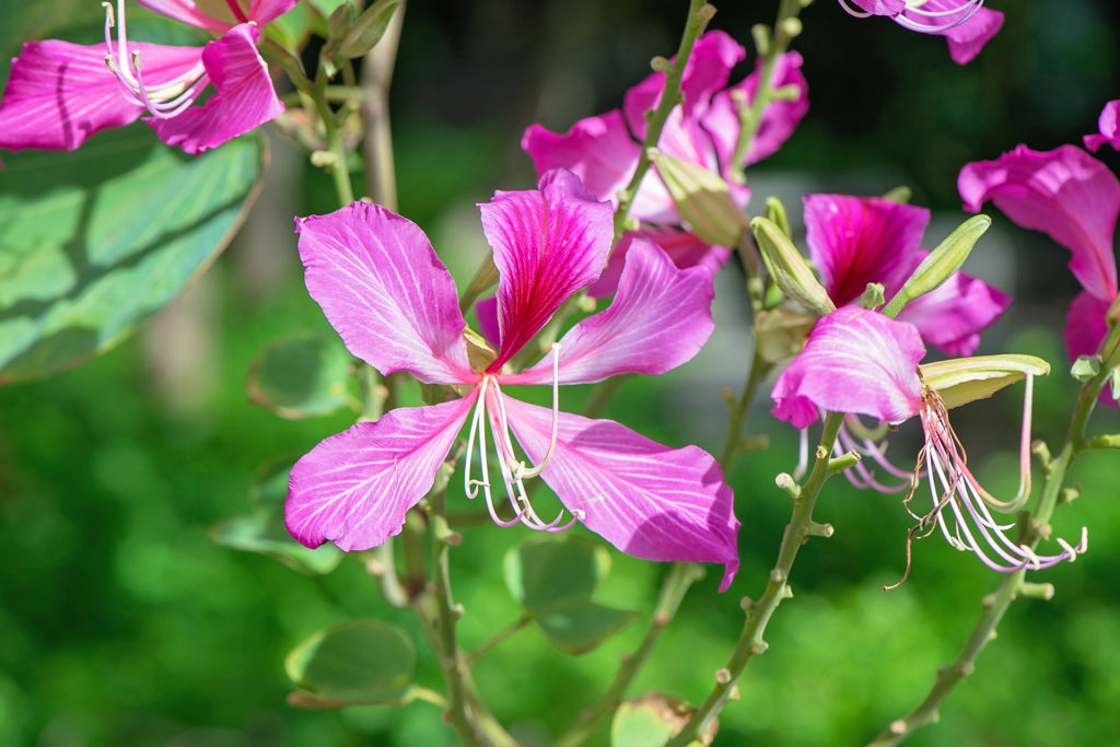 月別 季節別にみるハワイの花と歳事記 崎津鮠太郎